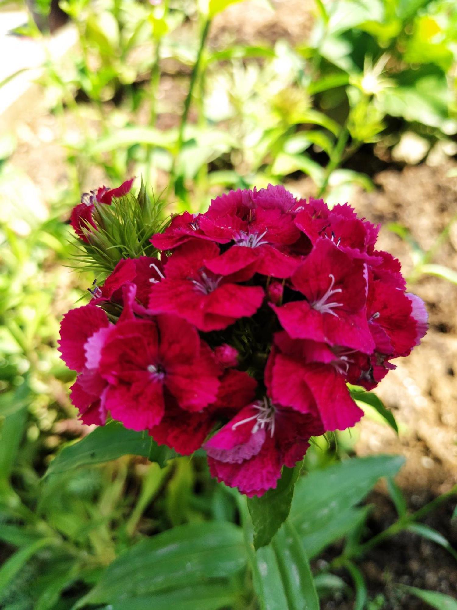 Guest House Bee Visoko Dış mekan fotoğraf